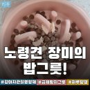 바이오힐스 | 급체부터 관절까지, 노령견 식단 이렇게 챙깁니다[조인트솔루션/하루양갱/급체방지그릇/힐스사료]
