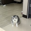 밥과 간식 이미지