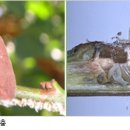 블루베리, 갈색날개매미충 알 낳은 가지 처리 이미지