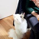 묵순이 이미지