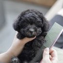 버디독 강아지분양 안심분양센터 서울 영등포점 이미지