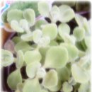 ♧♤ 8조 ♧♤ 식물도감 - 장미허브 Plectranthus tomentosa 이미지