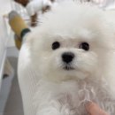 알곡켄넬 이미지