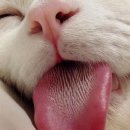 광주 고양이 분양 냥블리 광주점 이미지