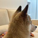 멍멍왕자 야옹공주 | ⭐️내돈내산⭐️ LKEY 4인용 카우치 소파패드 맞춤제작 후기