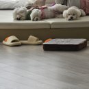 멍동댕유치원 이미지