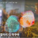 갤러리 | 김포 장기동 라베니체 카페 | 갤러리 디 아쿠아 다녀온 후기