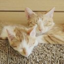 나도나도 이미지