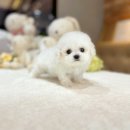 해피애견타운 강아지고양이 논산점 | 포항강아지분양 해피팻타운 행복한 순간