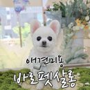 바로펫살롱 이미지