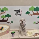 24시 서울YES동물병원 | 서울 양천구 24시 동물병원 추천 - 강아지 회색변