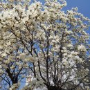 공지천 에티오피아 참전기념비 앞 이미지