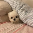 강아지 호텔 이미지