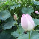 수완동 왕버들 이미지