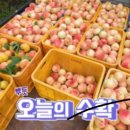 산골복숭아농장 | 6시내고향에 나온 그 복숭아?! 🍑 영덕 진실이네 과수원 택배 주문해봤어요