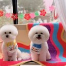 아름답개 이미지