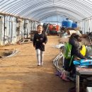 조영심 농장 이미지