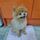 별에서온그닭황상인동점 | 2달만에 업뎃 ..ㅎ