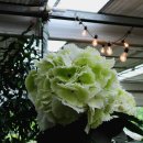 카멜리아힐 이미지