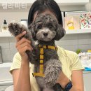 켈리피티