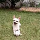 수송반려동물병원 이미지