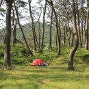 관매도 후박나무 이미지