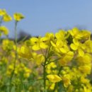 제주 올레길 12코스 이미지