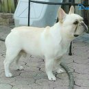 단디프렌치 이미지