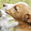 개와 고양이 이미지