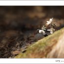 바람꽃 이미지