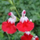 [체리 세이지꽃]세이지 키우기(학 명 Salvia officinalis L.) 이미지
