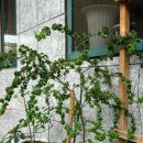 나무안경 이미지