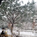 거북애견 이미지