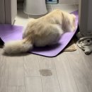 놀로동물행동클리닉 이미지