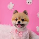 펫살롱 꽃단장 이미지