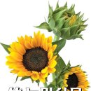 노화해바라기 이미지