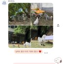 루나독스쿨 호텔 카페 | [양주애견유치원] 온사이드도그스쿨, 200평 천연잔디와 전문 케어로 안심하고 맡기는 곳