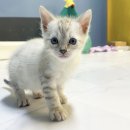 뱅갈온니 이미지