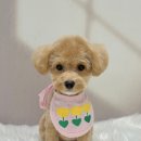 아몬드 몽몽 이미지