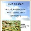 쇠비름 효소 만들기(효능&사례설명) 이미지