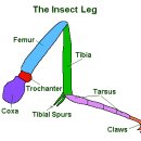곤충의 다리 이미지