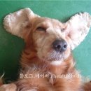 바둑이농장 이미지