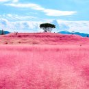 핑크뮬리 이미지