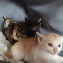 거창종합동물병원 이미지