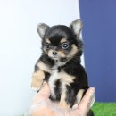 개냥이네 노원본점 이미지