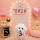 안산 애견미용 털엉킴관리 중요한 푸들 3mm 테디베어컷 후기