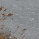 봄, 희망의소리 이미지