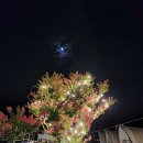경상북도 군위군 꽃길글램핑, 주차, 리뷰, 후기
