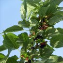 추풍령 농산물 (추풍령 자연벌굴 ,카투리 복숭아,은행잎,연잎,뽕잎---효소1) 이미지