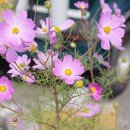 대부낙조 이미지